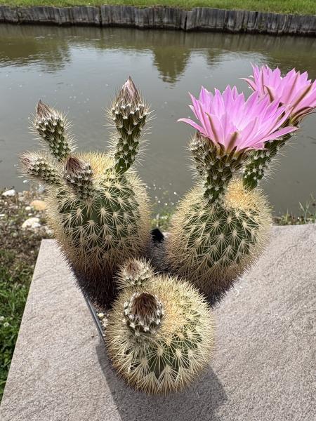 Echinocereus websterianus